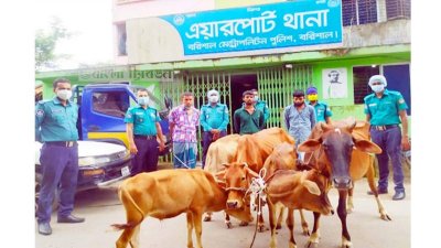 বরিশাল এয়ারপোর্ট থানার সামনে উদ্ধার হওয়া কয়েকটি গরুসহ তিন গরুচোর।