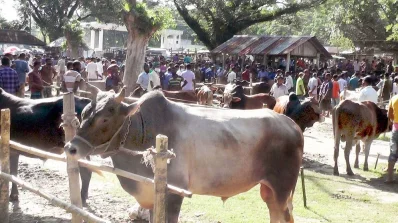 পশুর হাট