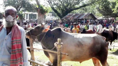 পশুর হাট