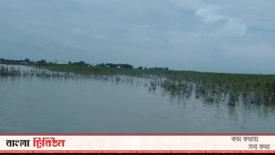 বন্যায় হয়েছে ফসল ও পুকুরে চাষ কর মাছের ভীষণ ক্ষতি