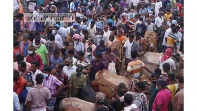 রাজশাহীর একটি গরুর হাট