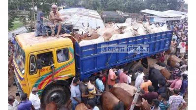 পাইকাররা হাট থেকে গরু কিনে নিয়ে যাচ্ছে ঢাকাসহ বিভিন্ন জেলায়।