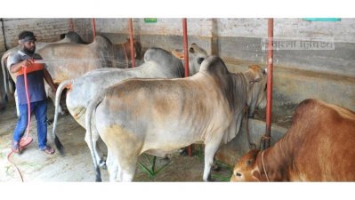 খামার থেকে অনলাইনে বিক্রি হচ্ছে গরু