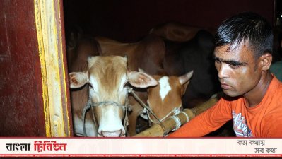 ট্রেনে গরু নিয়ে ঢাকার পথে রওনা হয়েছেন জামালপুরের বেশ কিছু ব্যাপারি।
