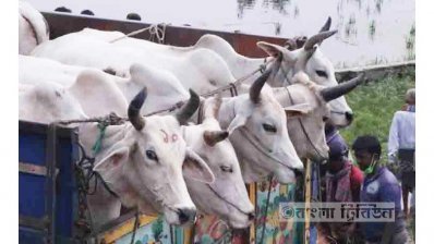 সার বেঁধে ট্রাকে তোলা হয়েছে ষাঁড়গরুগুলোকে।