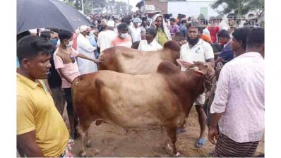 হাটে দামদর