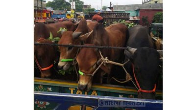 দেশের বিভিন্ন প্রান্ত থেকে রাজধানীর বিভিন্ন হাটে কোরবানির পশু নিয়ে আসছেন ব্যাপারীরা