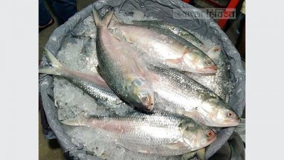 ইলিশ