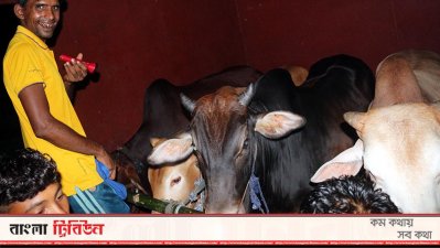 ট্রেনে গরু নিয়ে ঢাকার পথে এক ব্যাপারি।