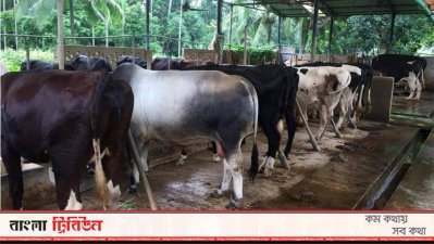 ফেনীর একটি গরুর খামার। সারাবছর নিবিড় যত্ন করে কোরবানির হাটের উদ্দেশ্যে এভাবে গরু পালেন খামারিরা।