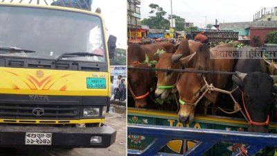 ৯৯৯-এ কল দিয়ে উদ্ধার হলো গরুর ট্রাক