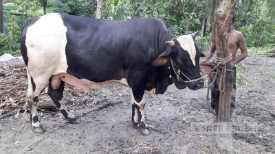 গরু মোটাতাজা করেও সঠিক দাম মিলবে কিনা সে আশঙ্কা আছে খামারি ও ব্যাপারিদের।