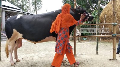 জয়নব বেগমের &lsquo;সোনাবাবু&rsquo; ষাঁড়