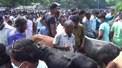 কোরবানির হাট