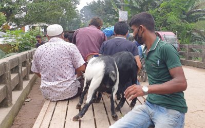 কোরবানির হাট