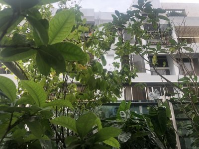 বারান্দায় লাগানো গাছ