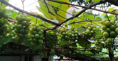 আঙুর ধরেছে