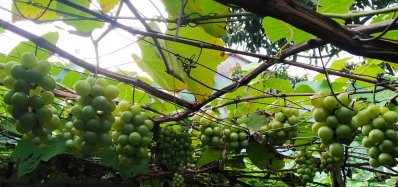 আঙুর ধরেছে