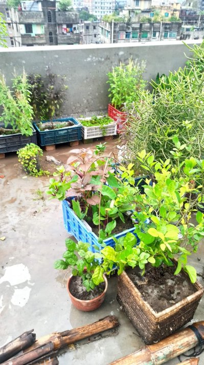 ছাদ বাগান