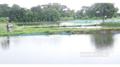 গোপালগঞ্জের একটি মৎস্য ঘের। এর ওপরের ধারে সব্জির চাষ হচ্ছে।