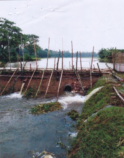 বিলে বাঁধ দিয়ে মাছ চাষ