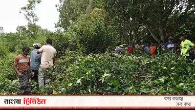 বাঘের সন্ধানে কাটা হচ্ছে জঙ্গল