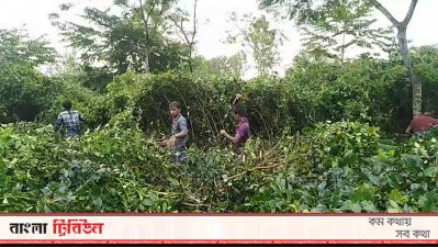 বাঘের সন্ধানে কাটা হচ্ছে জঙ্গল