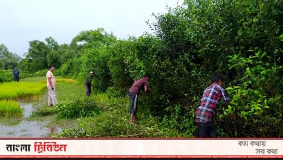 বাঘের সন্ধানে কাটা হচ্ছে জঙ্গল