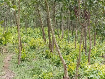 সামাজিক বনায়ন