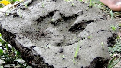 বাঘের পায়ের ছাপ