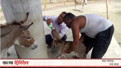 গাধা শাবকটিকে দুধ পান করানো হচ্ছে