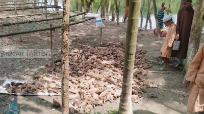 বিষ খাইয়ে প্রায় ১১শ’ হাঁস মেরে ফেলার অভিযোগ