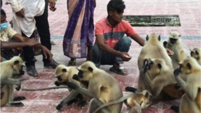 জেলা প্রশাসক কার্যালয় চত্বরে ক্ষুধার্ত হনুমানের দল