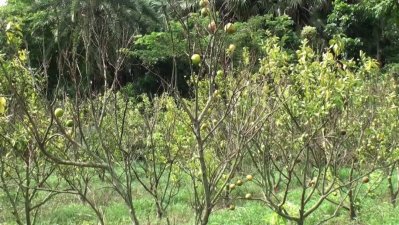 ক্ষতিগ্রস্ত মাল্টা ক্ষেত