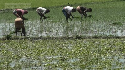 ঘুরে দাঁড়াতে ফের কাজ শুরু করেছেন কৃষকরা