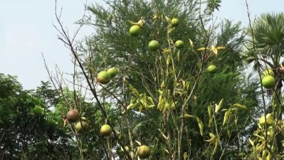 ক্ষতিগ্রস্ত মাল্টা ক্ষেত