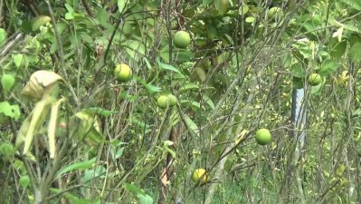 ক্ষতিগ্রস্ত মাল্টা ক্ষেত