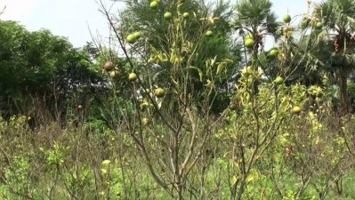 ক্ষতিগ্রস্ত মাল্টা ক্ষেত