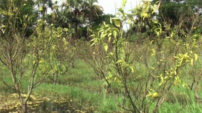 ক্ষতিগ্রস্ত মাল্টা ক্ষেত