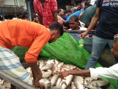মরে যাওয়া মাছ নিয়ে বাজারে ভিড় করেন ব্যবসায়ীরা