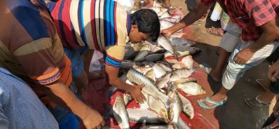 মরে যাওয়া মাছ নিয়ে বাজারে ভিড় করেন ব্যবসায়ীরা