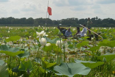 সরোবরে হলুদ সরোজ, চলছে গবেষণা