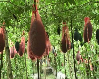 তরমুজ বাগান