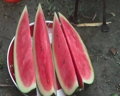 তরমুজ