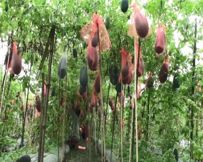 তরমুজ বাগান