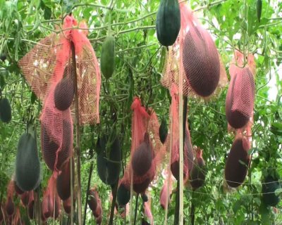 তরমুজ বাগান