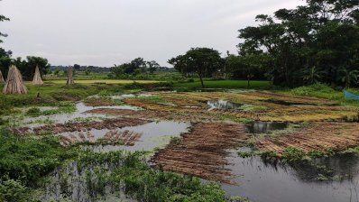 পাট পচানোর কাজ শুরু হয়ে গেছে