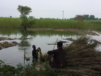 পাট চাষ