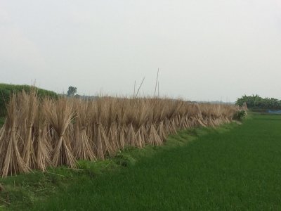 পাট