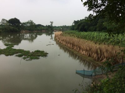 পাট চাষ